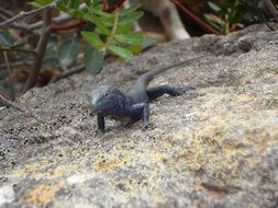 faded wild lizard