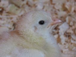 young fluffy chick