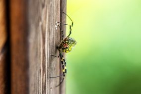 macro view of Green and black spider on wood