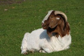 wonderful Goat Billy lying on the grass