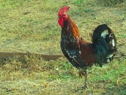 the cock stands on one leg on the grass
