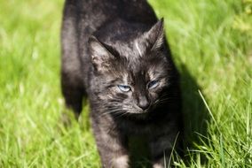 Cat Closeup