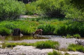 landscape of animal in Yosemite national park in California