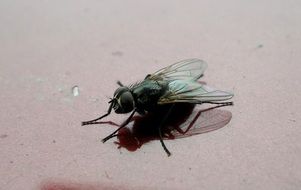 Macro photo of a small fly