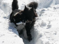 joyful dogs play in the snow