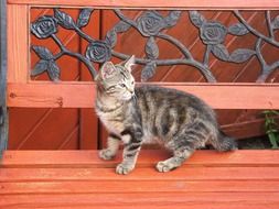 striped kitten on a red bench