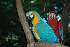 blue and red parrot on a tree branch