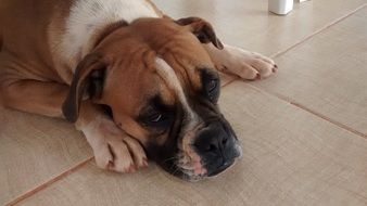 Portrait of domestic attractive Boxer dog