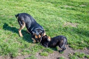 domestic dogs frolic in the green meadow