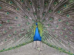 blue and green Peacock with wide open tail feathers