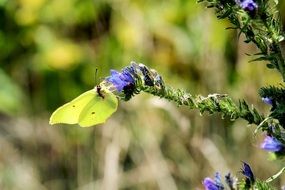 light green gonepteryx rhamni butterfly in wildlife