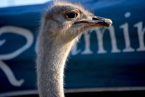 Head of the ostrich close-up on blurred background