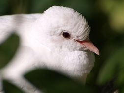 portrait of a white dove