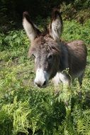 young donkey