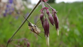 Bombyliidae Fly