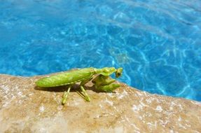 Green Mantis Insect