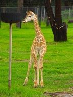baby giraffe on green grass in the paddock