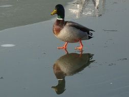 mallard walks along the beach