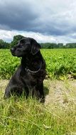 black Dog sits in front of green Field at Summer