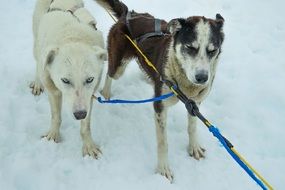 tired sled dogs after pulling