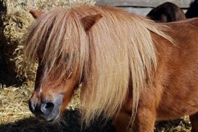 pony with fluffy mane