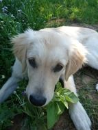 Puppy Golden Retriever Baby Dog