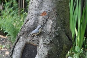 gray bird on a tree trunk in the garden