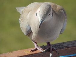 portrait of a gray dove in the sun