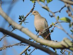 Bird on a tree branches