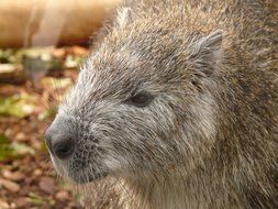 Cuban rat in the animal world