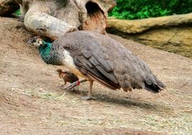 peacock with chicken