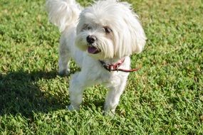 Beautiful and white dog in summer