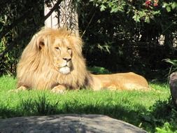 Lion in Zoo Leipzig