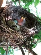 chicks in a bird's nest on a tree