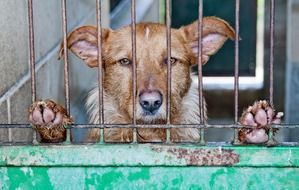 Sad Caged Dog