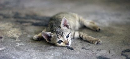 Tired kitten