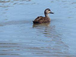 duck on the surface of the water