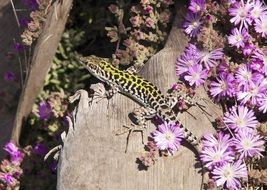 picture of the Italian Wall Lizard