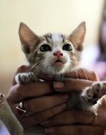 Kitten in the hands