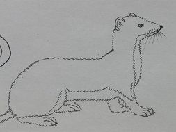 schematic illustration of a ermine
