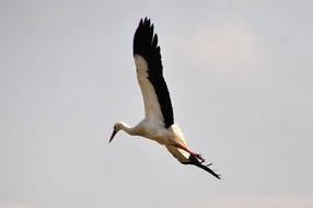 soaring stork at sky