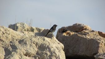 little bird sits on a mountain