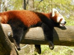 red panda lies on a wooden beam