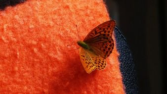 high brown fritillary on the red fabric