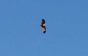 flying brahminy kite