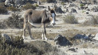 donkey among the mottled field