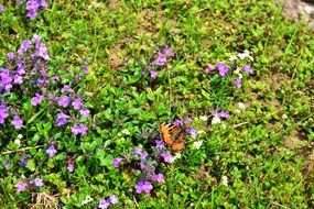 picture of the Butterfly and flowers