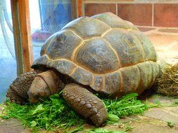 Giant Tortoise eating grass in terrarium