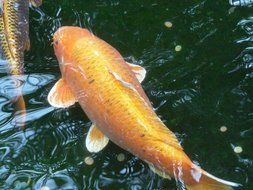 orange goldfish in the water