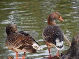 geese on the lakeside